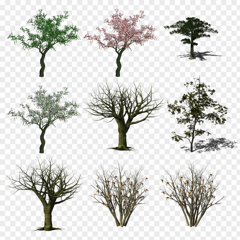 Tree Branch Clip Art Image PNG