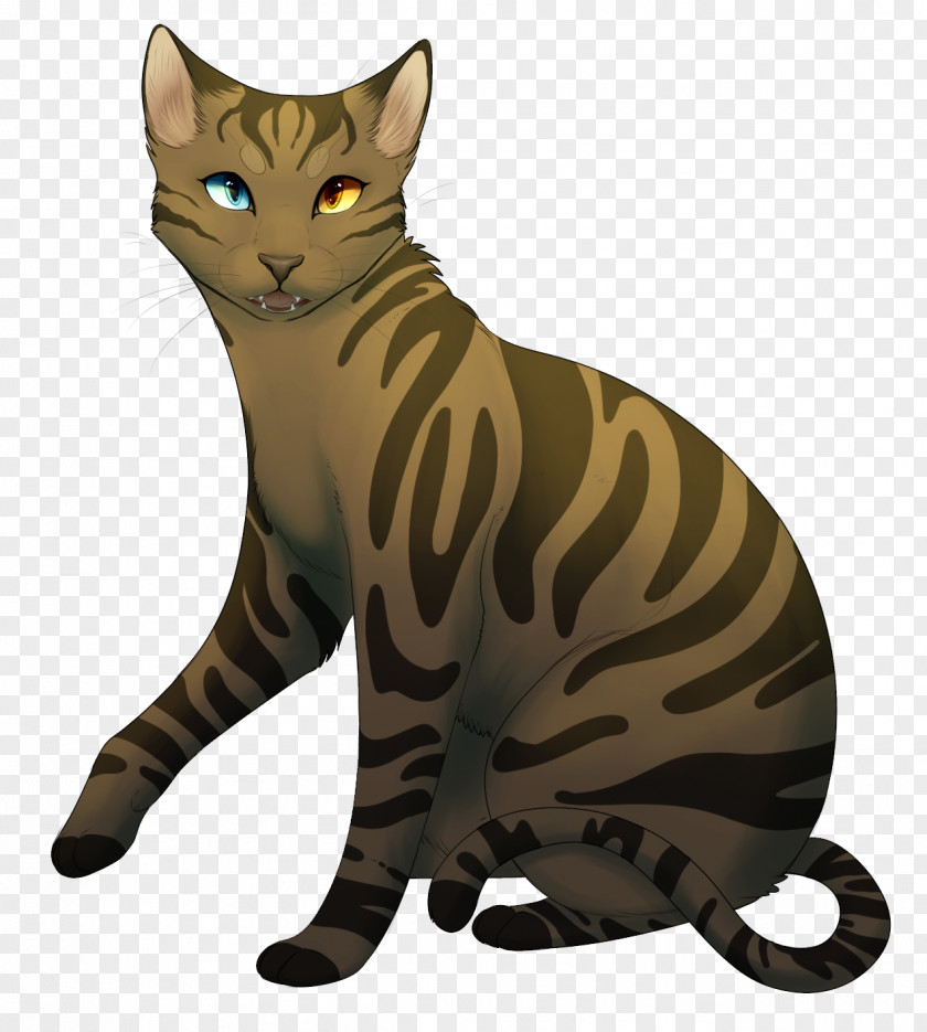 Wild Cat Bengal Toyger California Spangled Ocicat Sokoke PNG