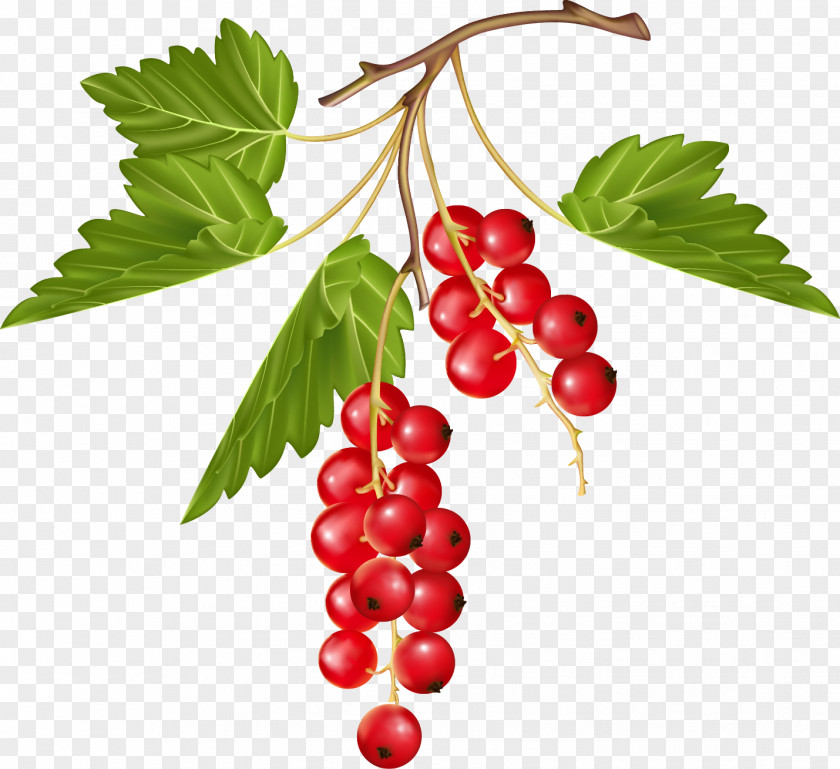 Berries Zante Currant Grape Berry PNG