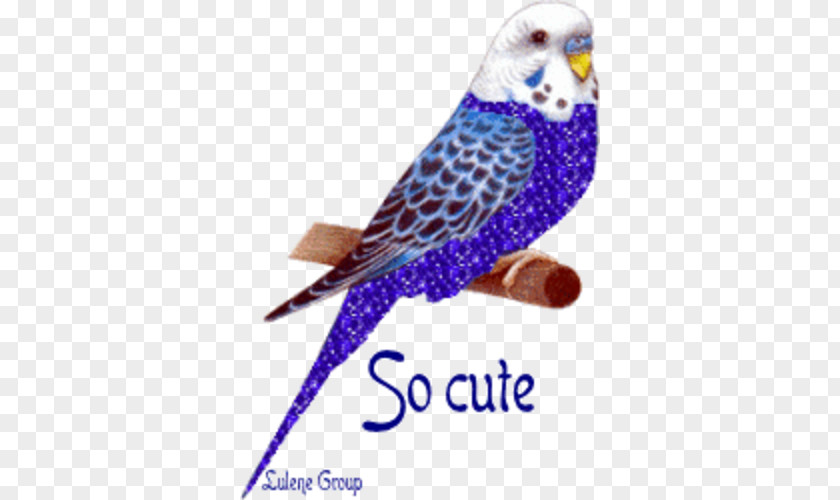 Bird Animation Parakeet PNG