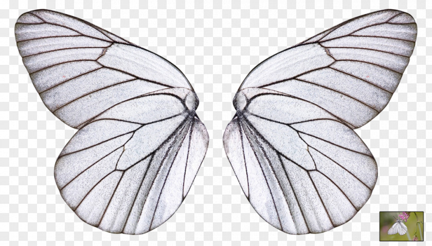 Chirugo Plastico Clip ArtSubmit Button Butterfly Wing Dr.ssa Patrizia Gilardino PNG