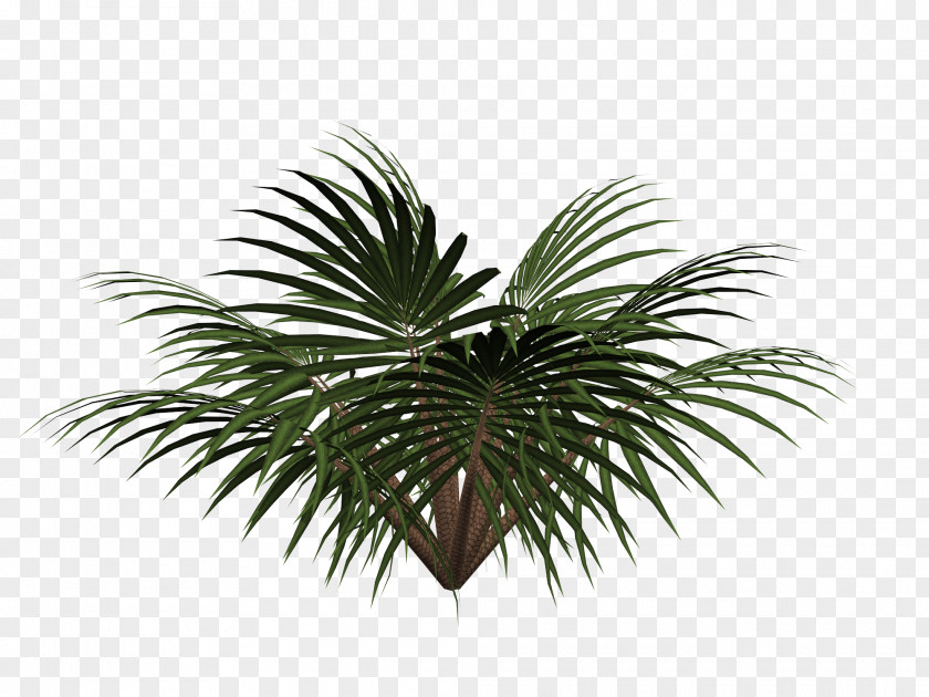 Free Cycads Pull Material Sago Palm Cycad Tree PNG