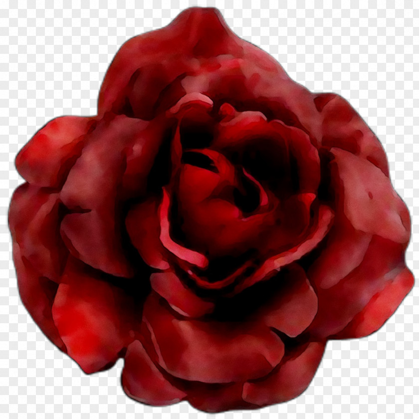 Garden Roses Cabbage Rose Floribunda Petal PNG