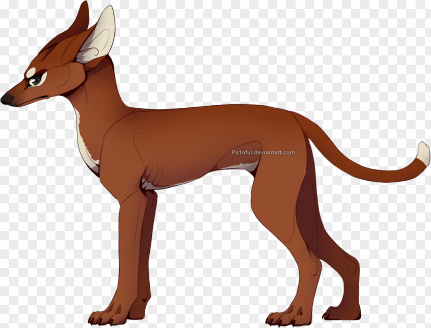 Pharaoh Hound Dog Breed Italian Greyhound Ibizan Dachshund PNG