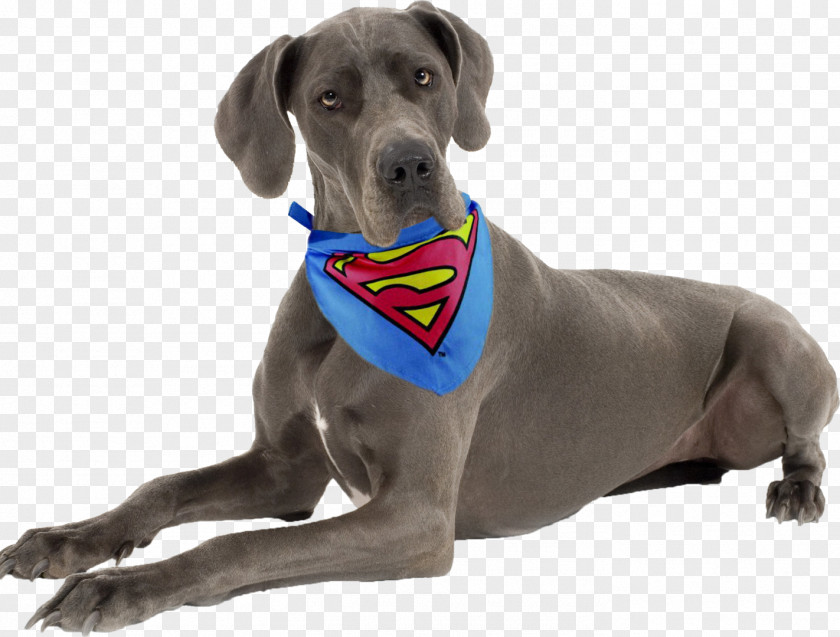 Pitbull Great Dane Weimaraner Chihuahua English Cocker Spaniel Puppy PNG