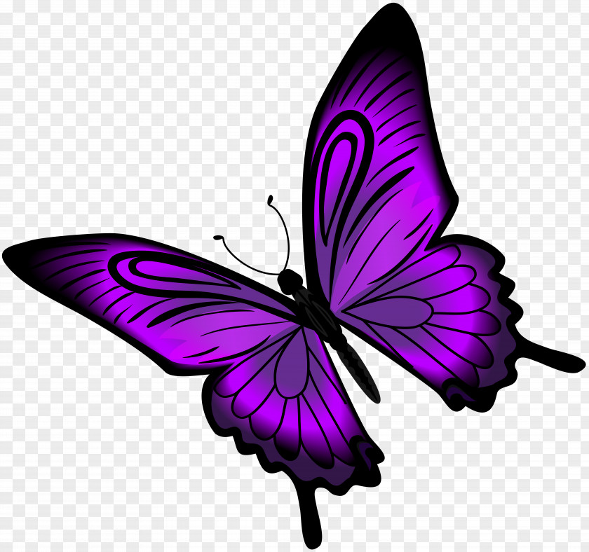 Purple Butterfly Clip Art PNG