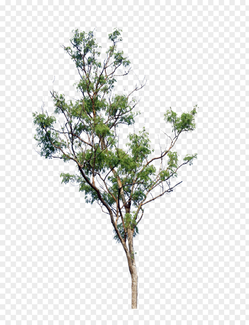 Tree Picture Branch Sticker PNG