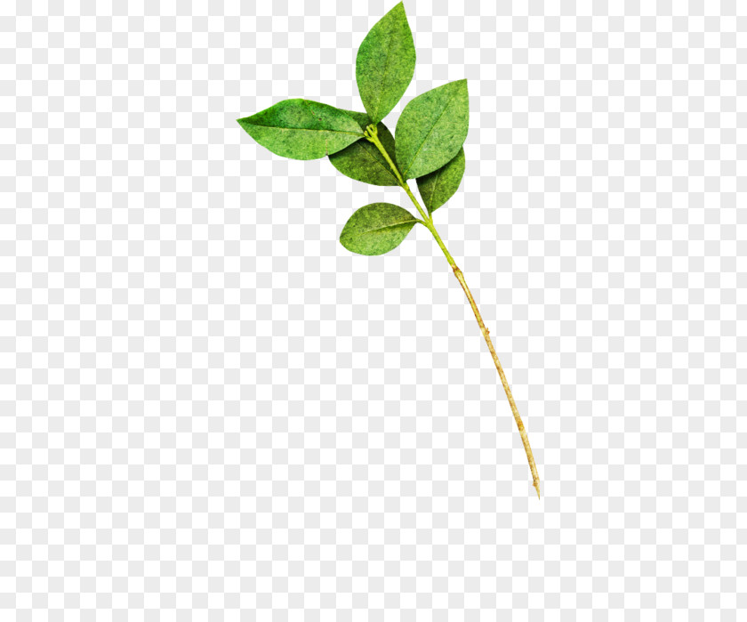 Collage Leaf Plant Stem Wildlife PNG