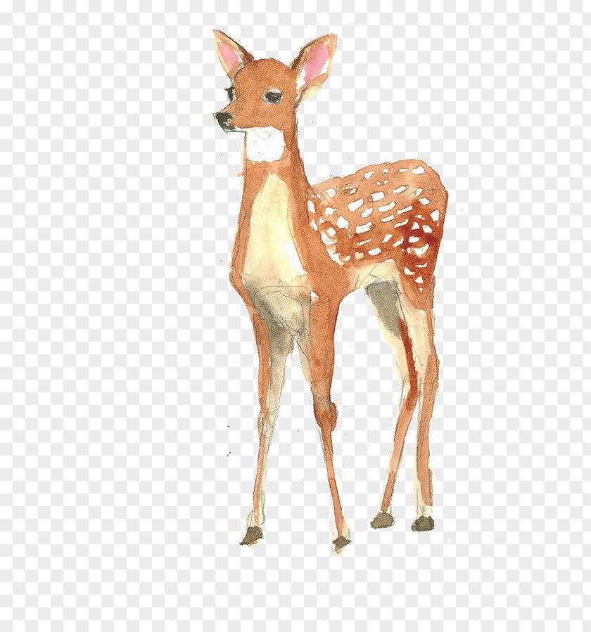 Deer Watercolor Painting Poster Illustration PNG