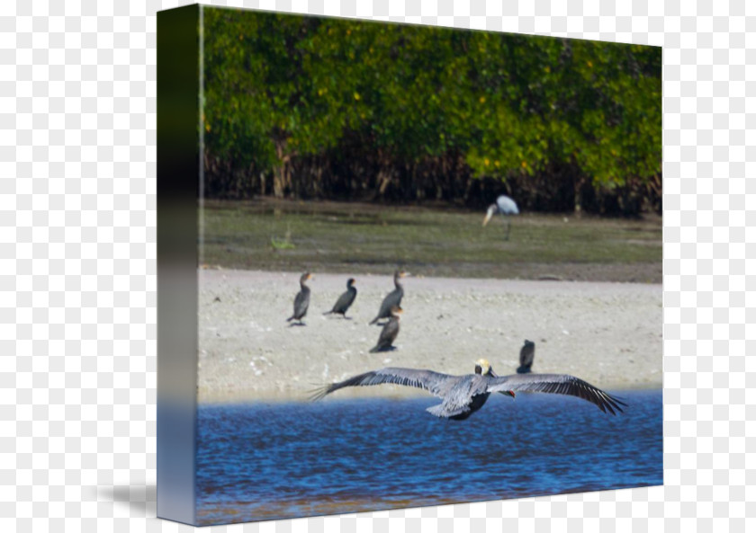 Goose Water Bird Cygnini Resources Anatidae PNG