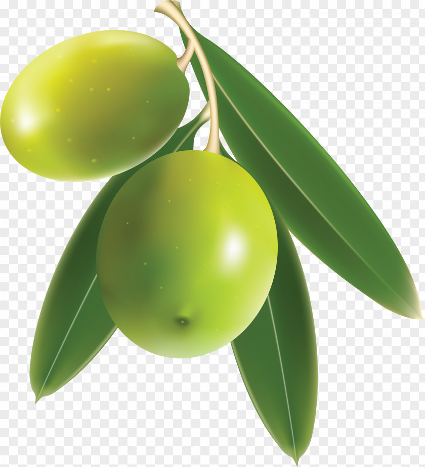 Olive Oil Clip Art PNG
