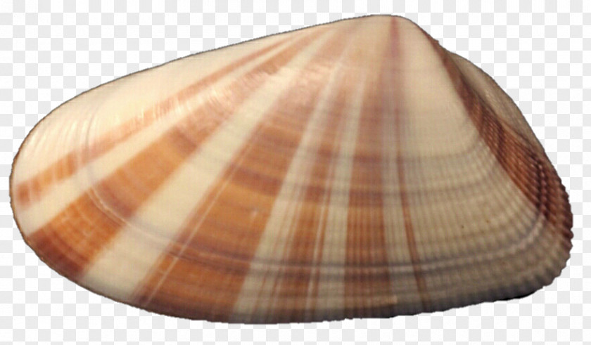 Seashell Clam Cockle Mussel Oyster PNG