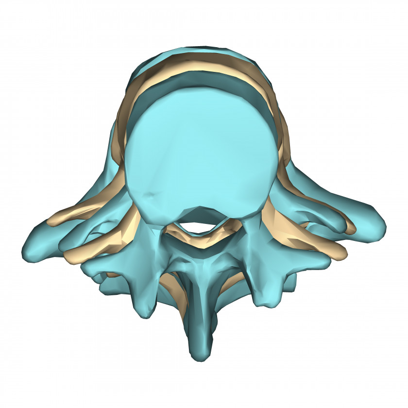 Skull Turquoise Organism PNG
