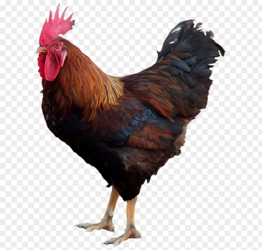 A Cock PNG