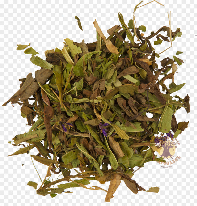 Green Tea Kazan Berdsk Zelenodolsk Fireweed PNG