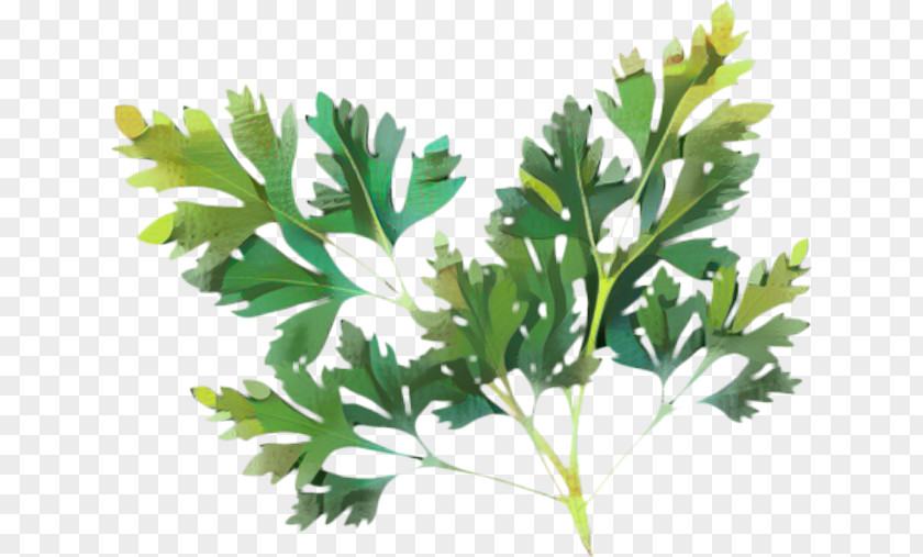 Parsley Lovage Plant Stem Herbalism PNG