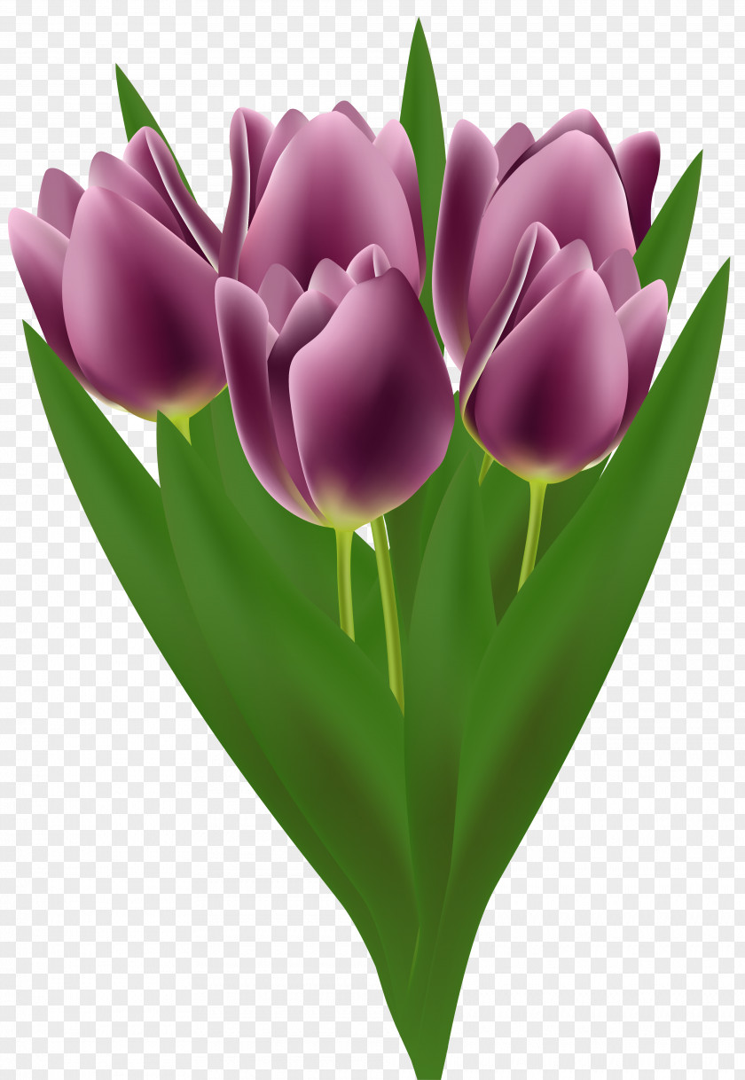 Tulips Bouquet Transparent Clip Art Image Flower Tulip PNG