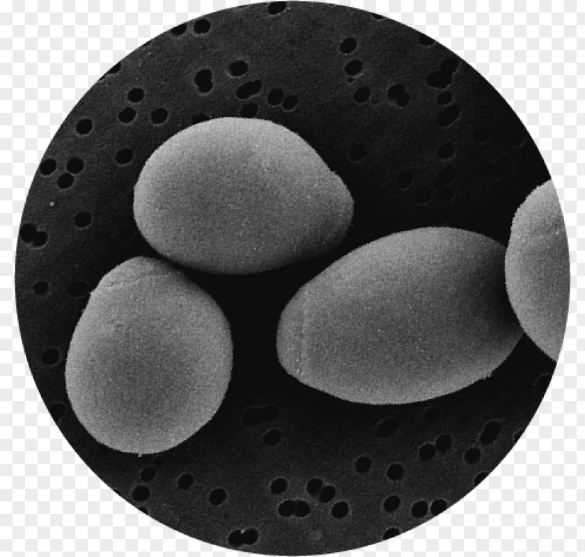 Yeast Illustration Brewer's Saccharomyces Boulardii Probiotic Candidiasis Fungus PNG