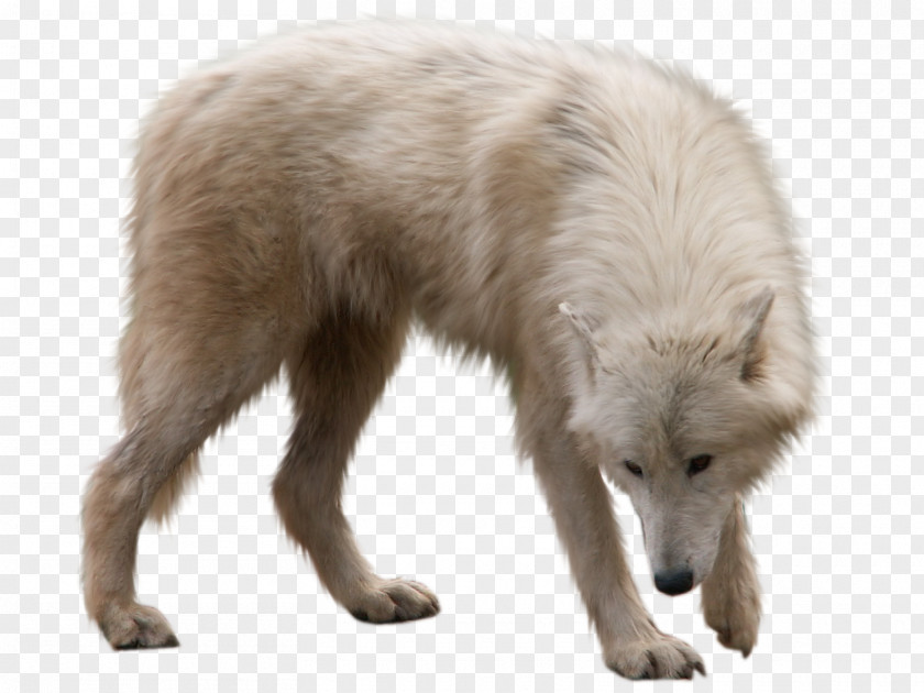 Arctic Fox Wolf Utonagan PNG