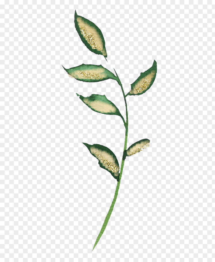 Bible Gateway Passage Lookup Wisdom Twig Plant Stem Leaf PNG