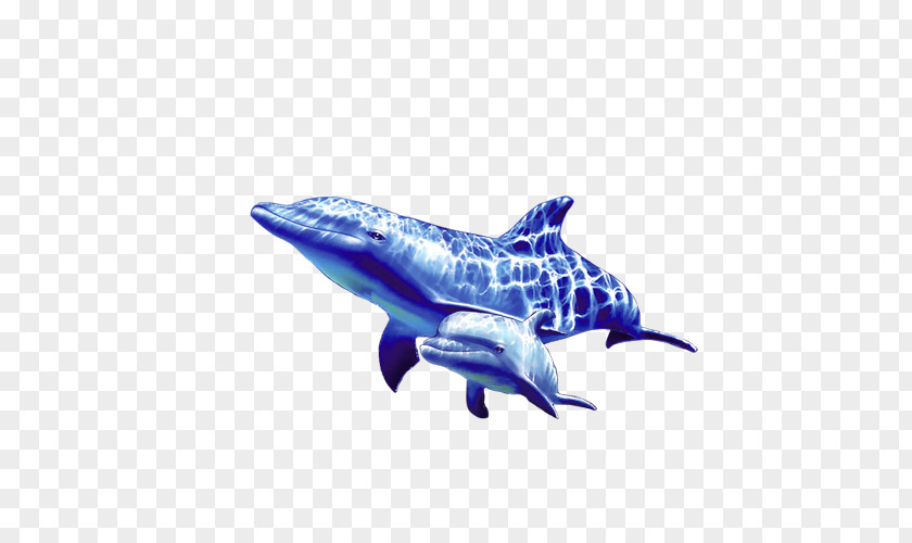 Dolphin Image Resolution Wallpaper PNG