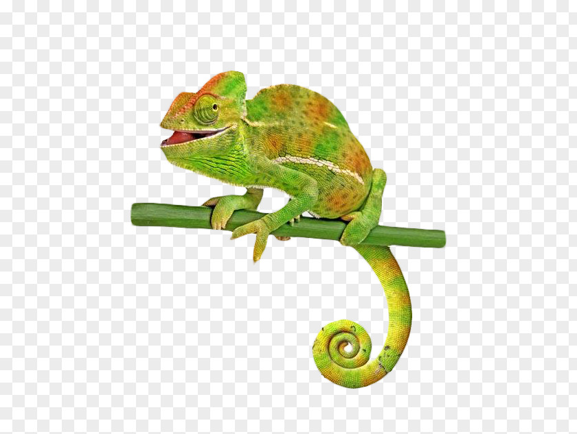 Green Tree Branch Lizard Veiled Chameleon Common Stock Photography PNG