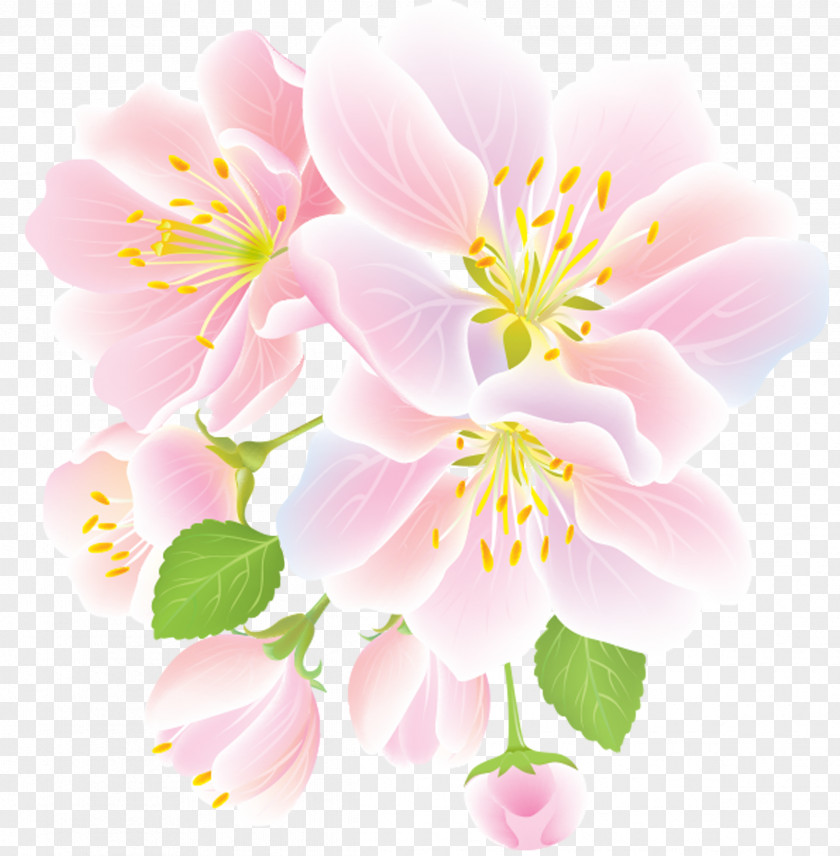 Jasmine Flower Clip Art PNG
