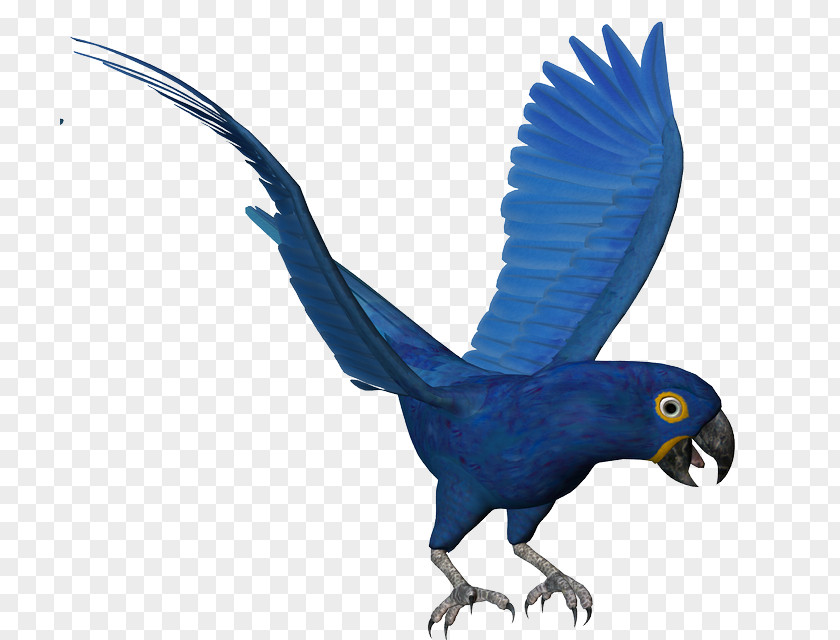 Parrot Macaw Bird Parakeet Feather PNG
