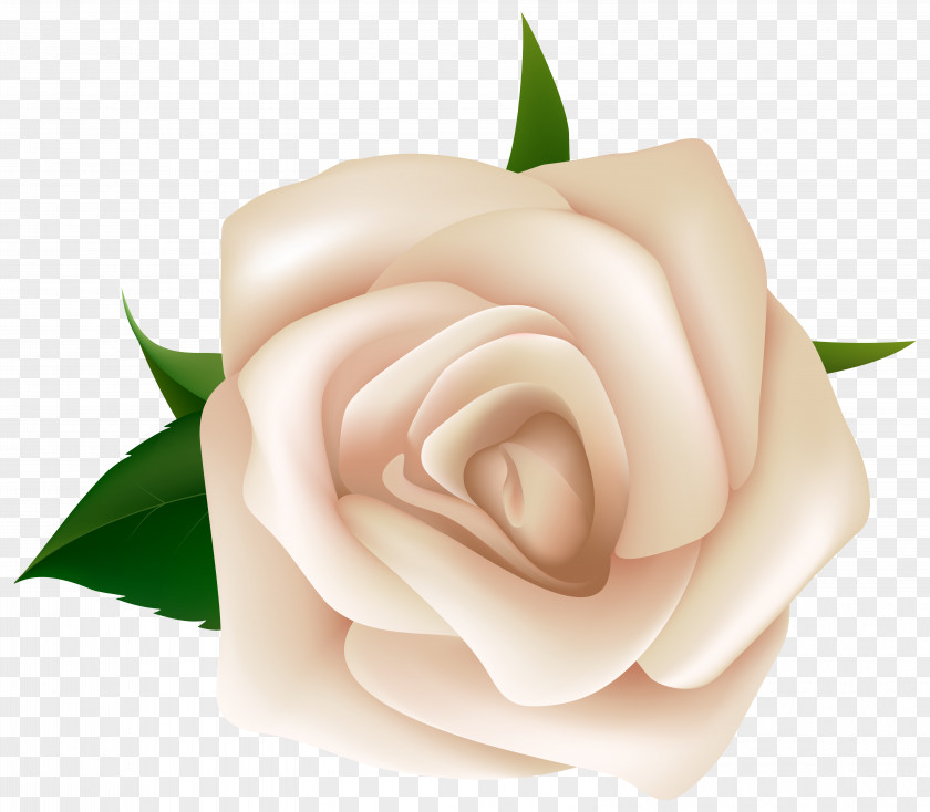 White Rose Clipart Image Clip Art PNG