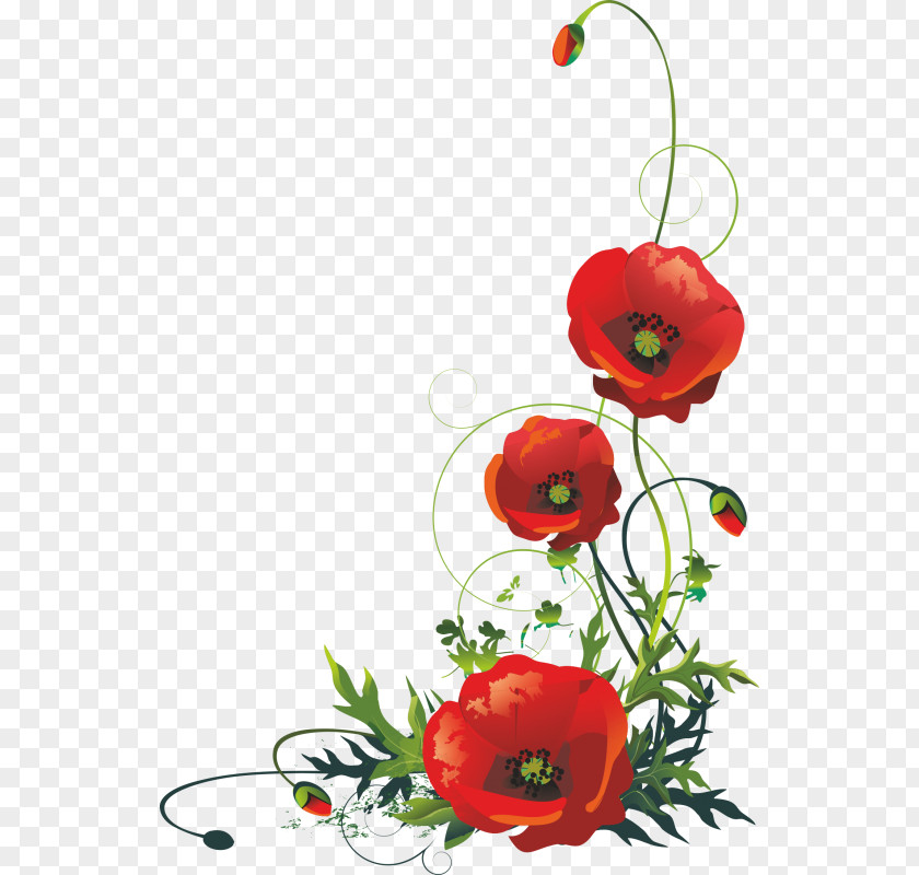 Common Poppy Remembrance PNG