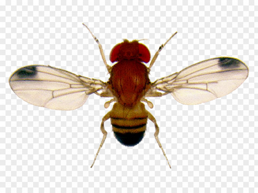 Fly Common Fruit Flies Gnat PNG