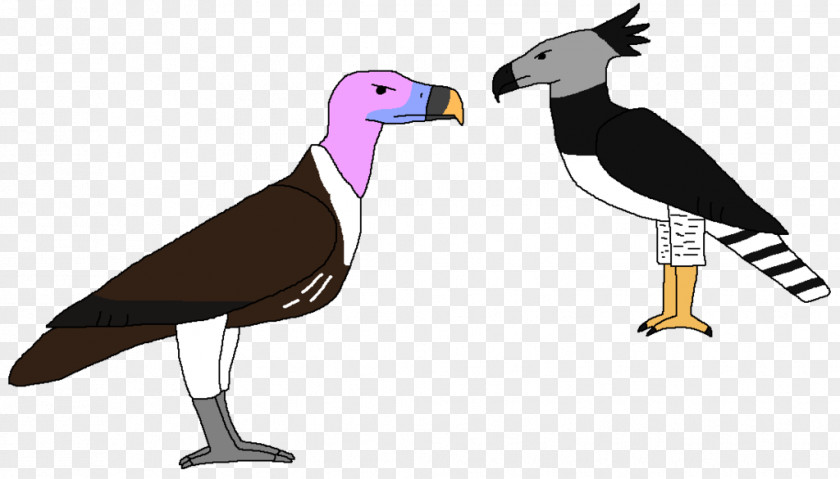 Goose Beak Cygnini Bird Duck PNG