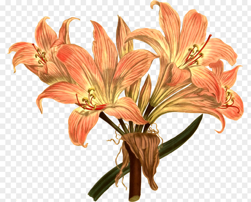 Lily Amaryllis Belladonna Flower Drawing Botanical Illustration PNG