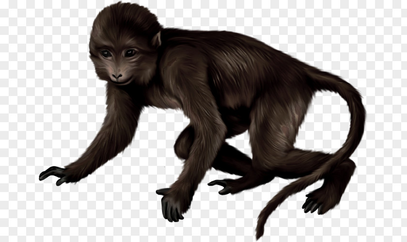 Monkey Macaque Primate Clip Art Drawing PNG