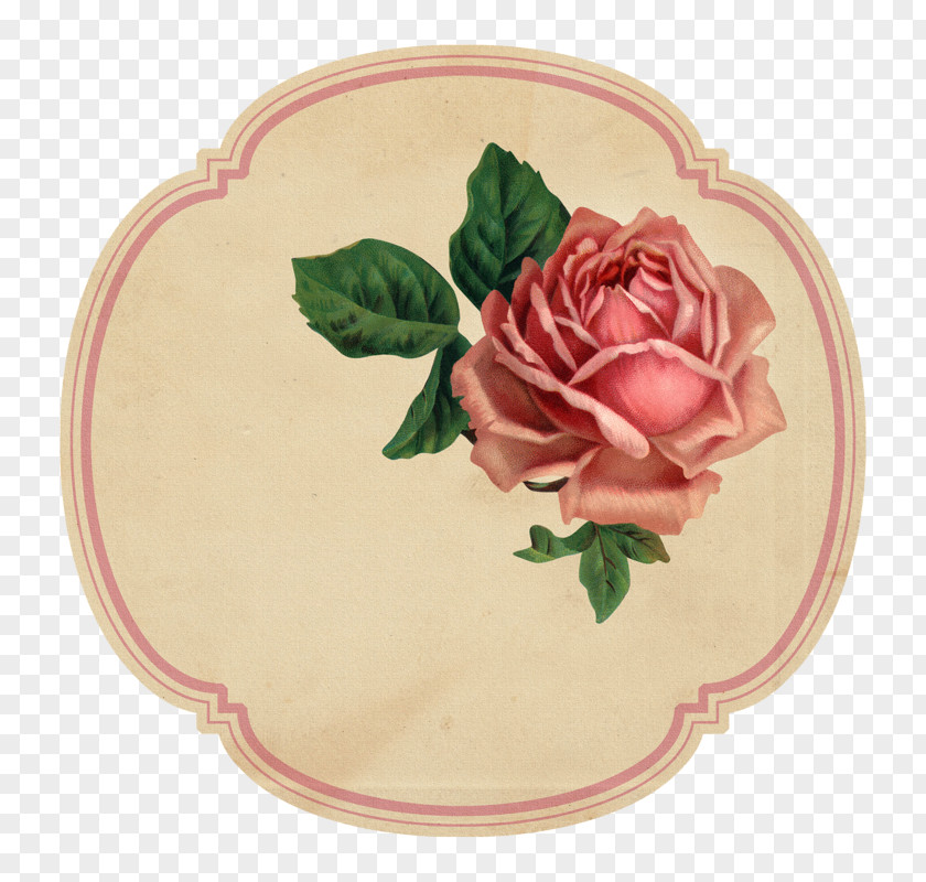 Peach Rose Order Pink Flower Cartoon PNG