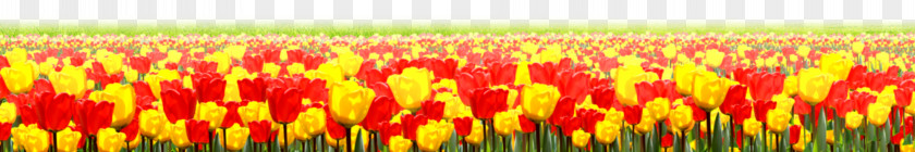 Tulip Flower PNG