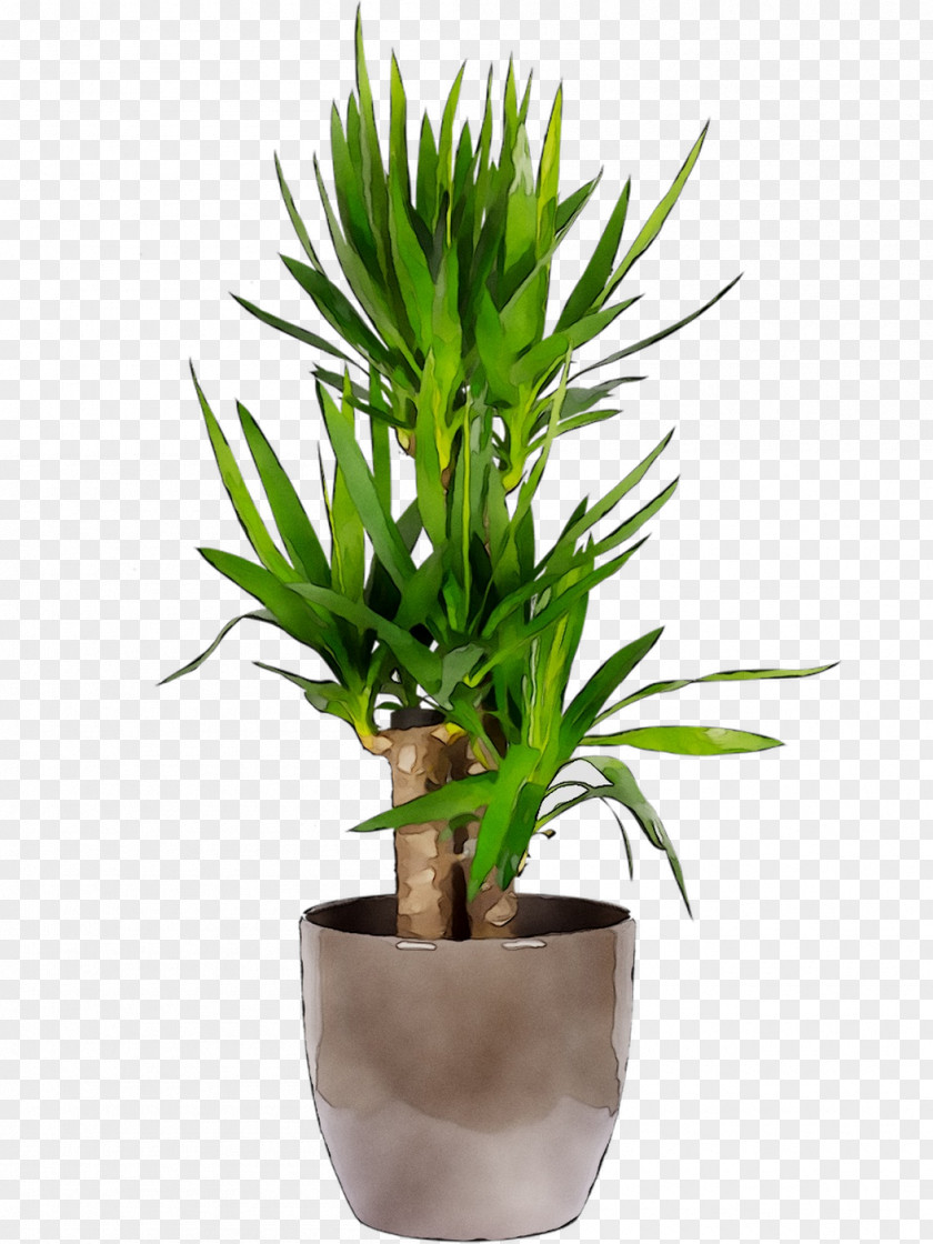 Areca Palm Chamaedorea Elegans Houseplant Plants Seifrizii PNG