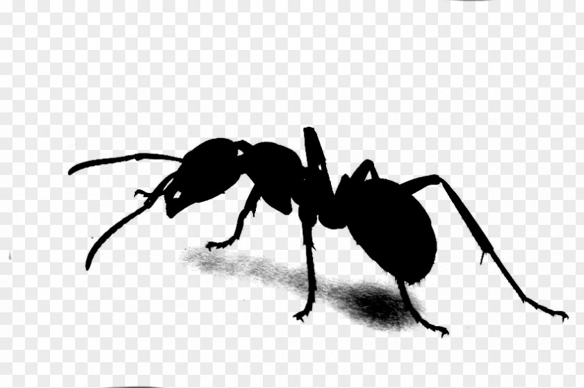 Carpenter Ant Drug Insect Jamu PNG
