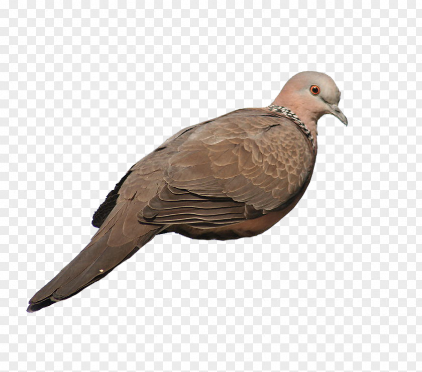 Gray Pigeon Rock Dove Homing Stock Columbidae PNG