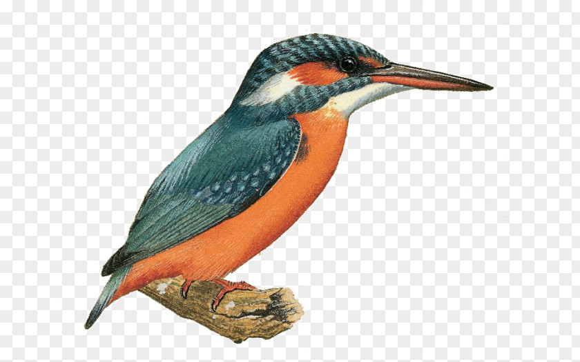 Piciformes Beak Bird Logo PNG