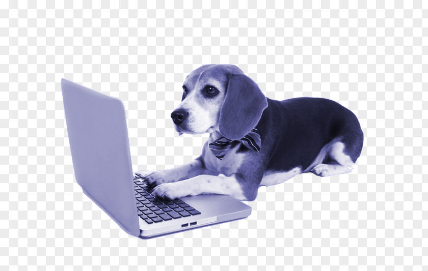 Play Firecracker Puppy Beagle Stock Photography Laptop Shetland Sheepdog PNG