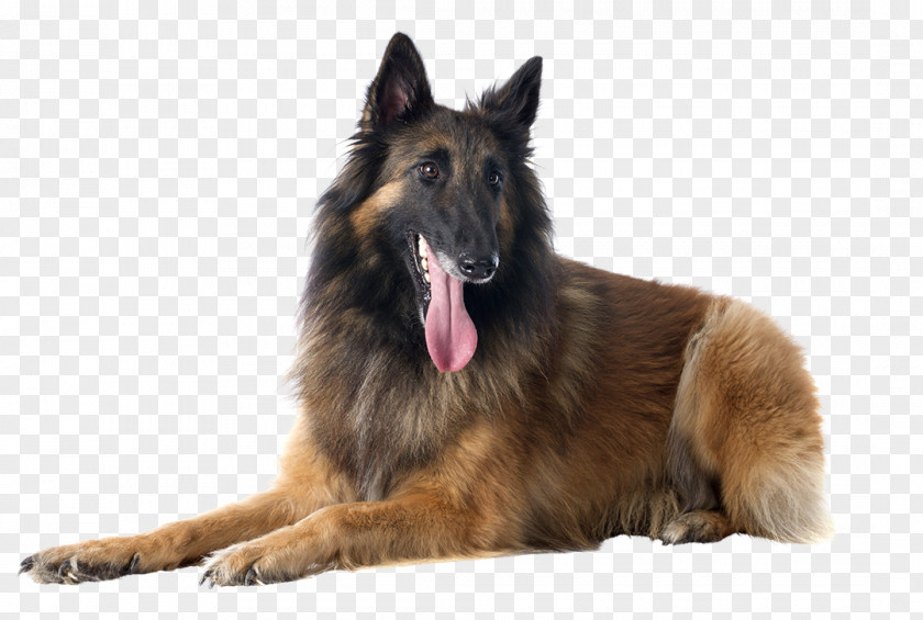 Puppy Tervuren Malinois Dog Belgian Shepherd German Groenendael PNG