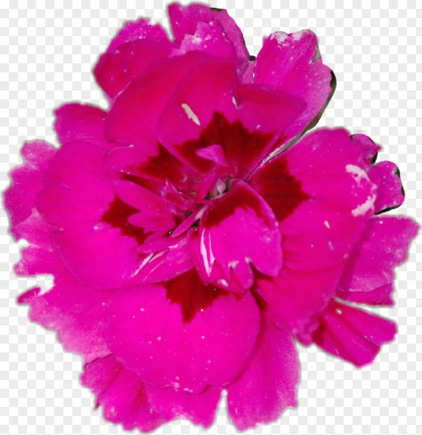 Spray Carnation Pink Flower Sticker Petal Image PNG