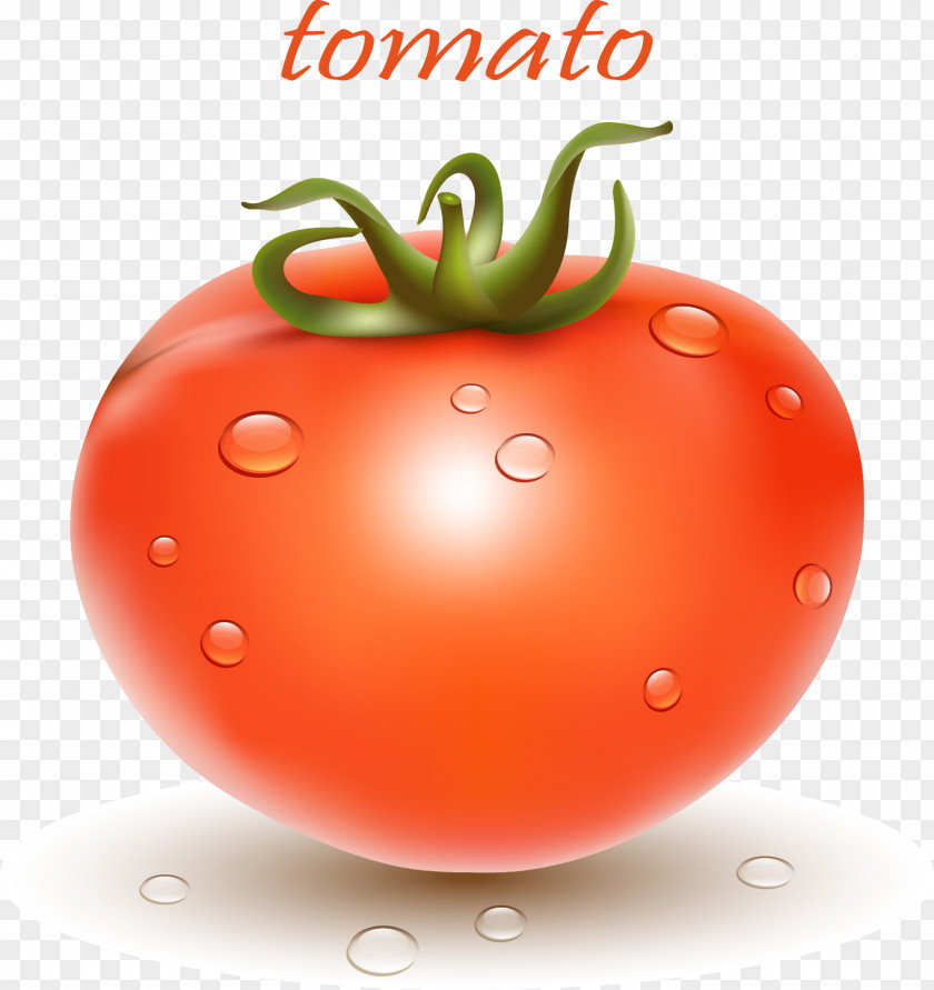 Vector Realistic Tomato Plum Bush Cherry Vegetable PNG