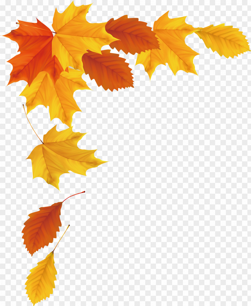 Autumn Vector Maple Leaf PNG