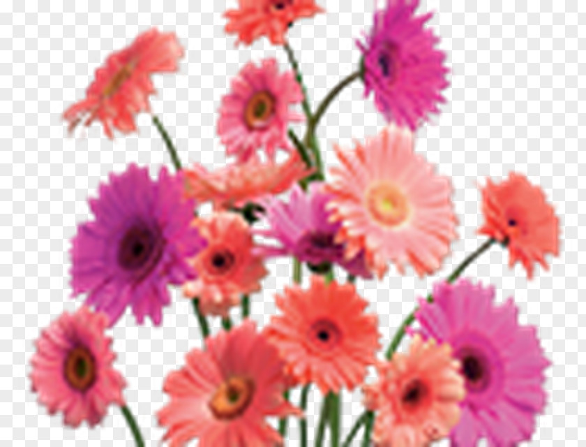 Flower Common Daisy Gerbera Jamesonii Clip Art PNG