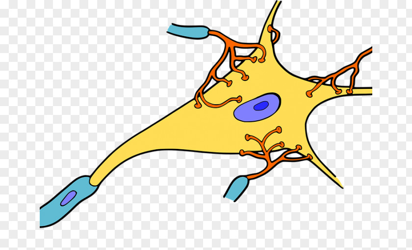 Neuron Cell Synapse Nervous Tissue PNG