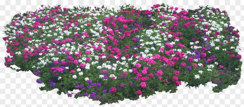 Flower Garden Shrub PNG