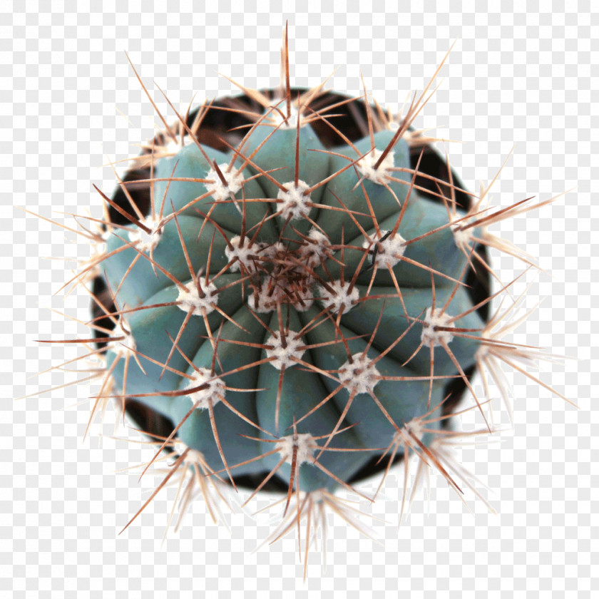 Plant Espostoa Thorns, Spines, And Prickles Mammillaria Parodia Magnifica Succulent PNG