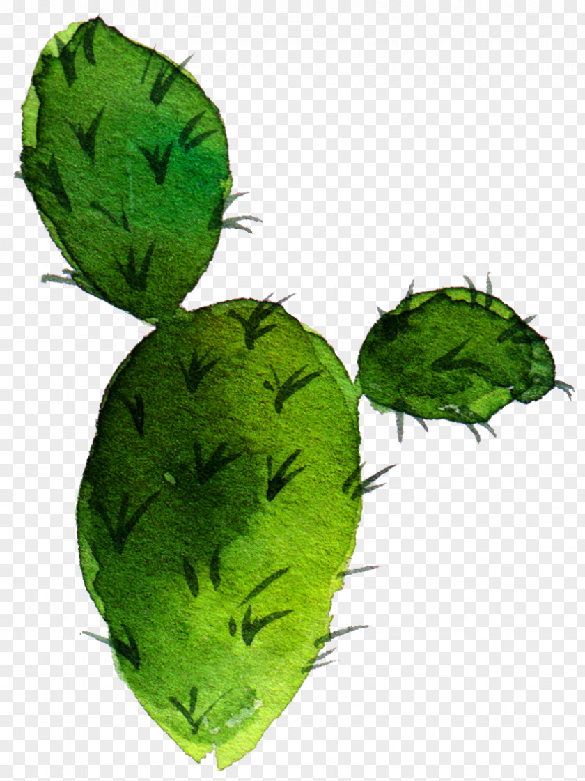 Sen Department Aesthetic Cactus Cactaceae Barbary Fig Drawing Nopal Succulent Plant PNG